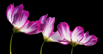 drie bloemen op zwarte achtergrond