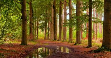 lage vuursche bos met plas water op de voorgrond