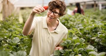 lachende jongen met een organische aardbei in een kas