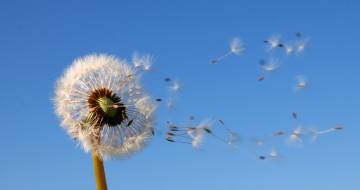 paardenbloem verliest zaadjes in de wind